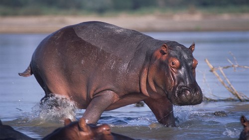 Hippo 1