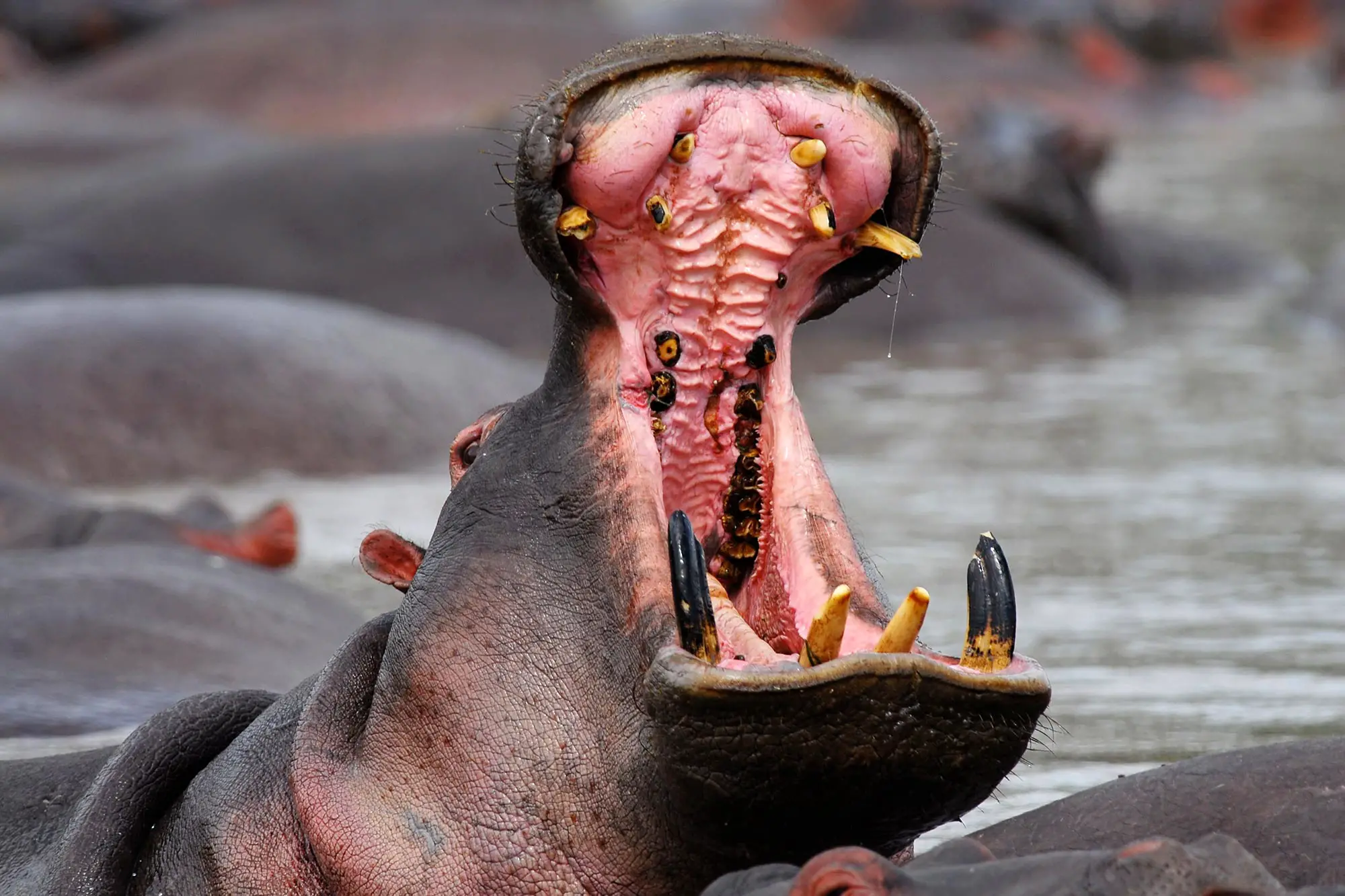 Hippo mouth